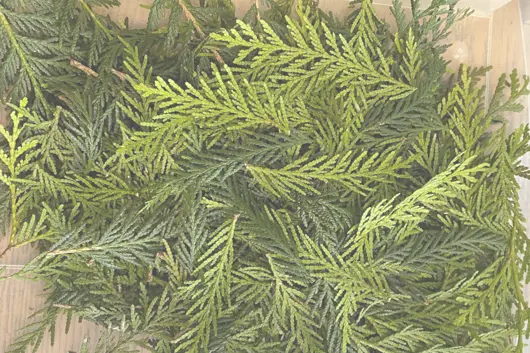 Pile of cedar boughs